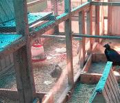 Домик для фазанов: как сделать вольер своими руками