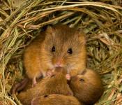 Тема проекта «Гнездо мыши малютки» - Урок технология Мышь малютка описание